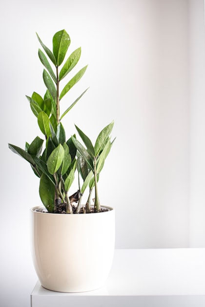 house plant pest sos